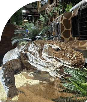 Statue de dragon de Komodo exposée dans le restaurant Safari à Mennecy, élément de décoration inspiré de la nature sauvage.